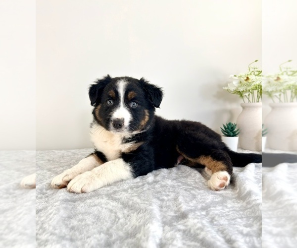 Medium Photo #1 Australian Shepherd Puppy For Sale in GREENFIELD, IN, USA