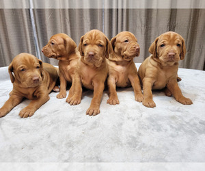 Vizsla Puppy for sale in WHITEHALL, MI, USA