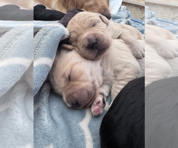 Medium Photo #28 Goldendoodle Puppy For Sale in MATTHEWS, NC, USA