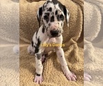Puppy Yellow collar Great Dane