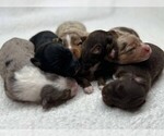 Image preview for Ad Listing. Nickname: Litter of 6