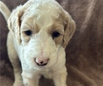 Puppy Puppy 6 TSwift Sheepadoodle