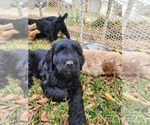 Small Photo #5 Goldendoodle-Saint Berdoodle Mix Puppy For Sale in LITTLE ELM, TX, USA
