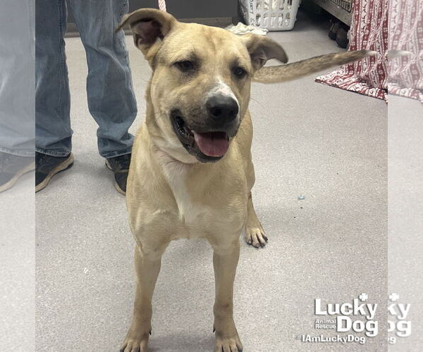 Medium Photo #4 Mutt Puppy For Sale in Washington, DC, USA