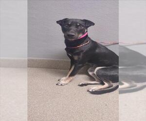 German Shepherd Dog-Unknown Mix Dogs for adoption in Las Vegas, NV, USA