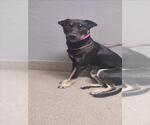 Small German Shepherd Dog Mix