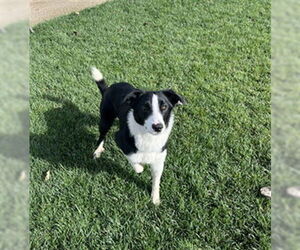 Border Collie-Unknown Mix Dogs for adoption in Stockton, CA, USA
