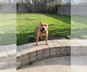 Sugar - Female American Pit Bull Terrier Dog for Adoption - Photo #5
