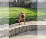 Small #4 American Pit Bull Terrier