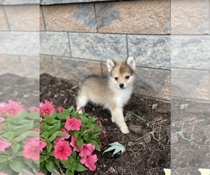 Pomeranian Puppy for sale in CANOGA, NY, USA