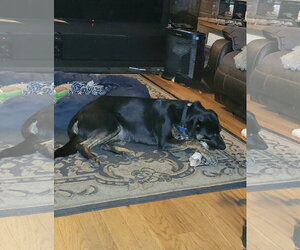 Argo - Male Australian Shepherd-Unknown Mix Dog for Adoption - Photo #5