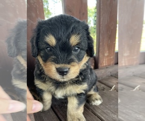 Pembroke Welsh Corgi-Poodle (Miniature) Mix Puppy for sale in MEMPHIS, MO, USA