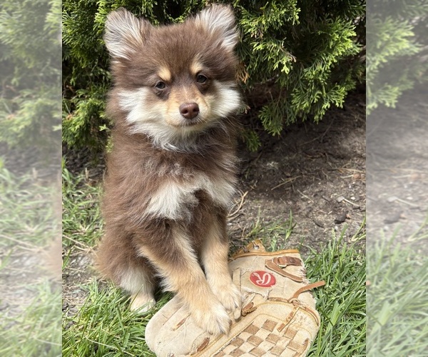 Medium Photo #4 Pomeranian Puppy For Sale in MIDDLEBURY, IN, USA
