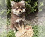 Small #3 Pomeranian