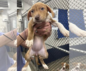 Mutt Dogs for adoption in Sterling, MA, USA