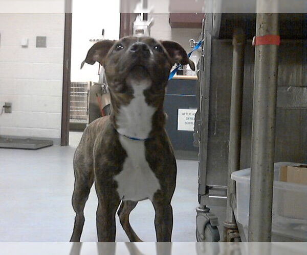 Medium Photo #1 Mutt Puppy For Sale in Fayetteville, NC, USA