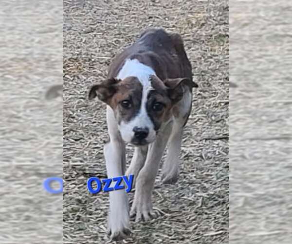 Medium Photo #9 Mutt Puppy For Sale in Minneapolis, MN, USA