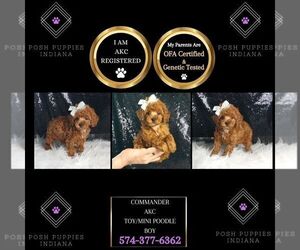 Poodle (Miniature) Puppy for sale in WARSAW, IN, USA