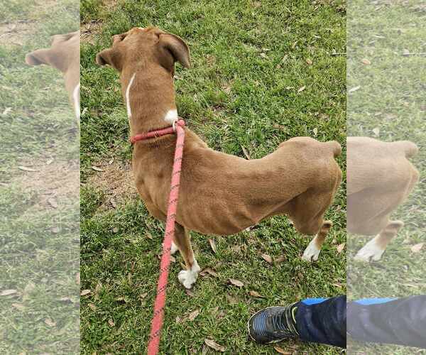 Medium Photo #4 Boxer Puppy For Sale in Dumont, NJ, USA