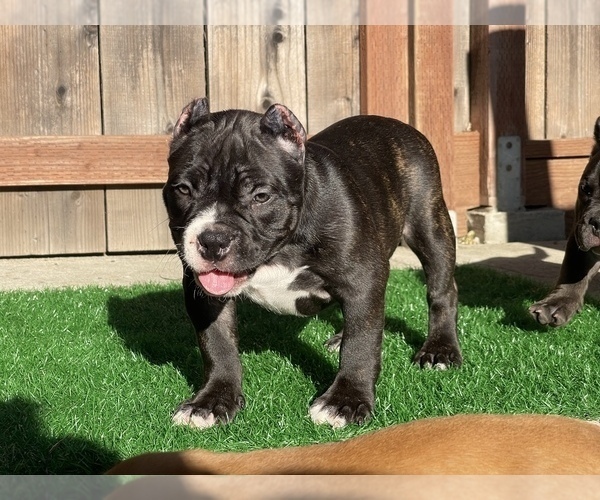 Medium Photo #10 American Bully Puppy For Sale in OAKLAND, CA, USA