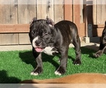 Small Photo #10 American Bully Puppy For Sale in OAKLAND, CA, USA
