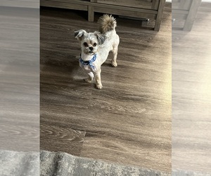 Yorkshire Terrier Puppy for sale in NORFOLK, VA, USA