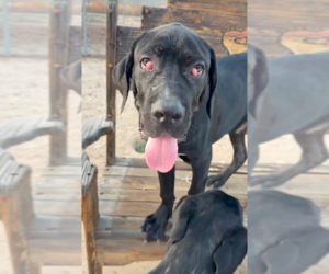 Mutt Dogs for adoption in Goodyear, AZ, USA