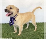 Small #3 Norfolk Terrier Mix