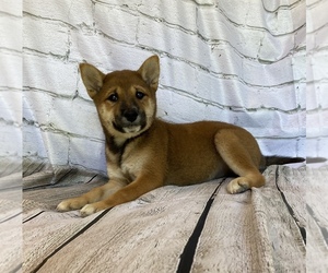 Shiba Inu Puppy for sale in STELLA, MO, USA