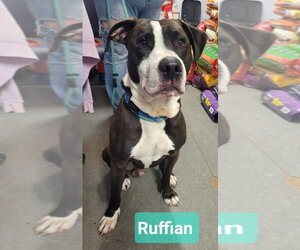 Staffordshire Bull Terrier-Unknown Mix Dogs for adoption in Richmond, IN, USA