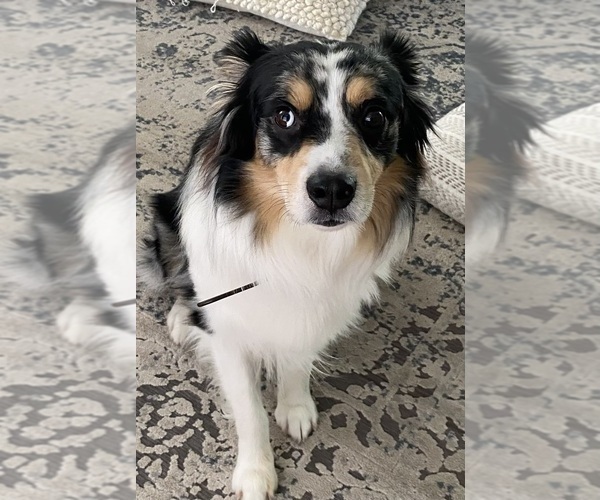 Medium Photo #1 Aussiedoodle Puppy For Sale in PASCAGOULA, MS, USA