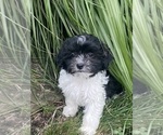 Image preview for Ad Listing. Nickname: Hope