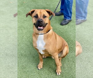 Laredo - Aussie Puppy - Male Boxer Dog for Adoption - Photo #9