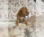 Small Photo #8 Puggle Puppy For Sale in LAKELAND, FL, USA