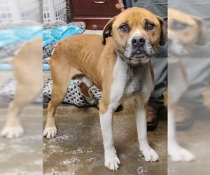 American Bulldog-Unknown Mix Dogs for adoption in Minneapolis, MN, USA