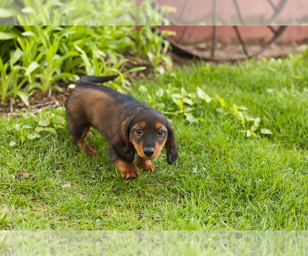 Medium Photo #5 Dachshund Puppy For Sale in WAKARUSA, IN, USA