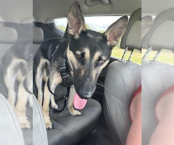 Medium Photo #1 German Shepherd Dog Puppy For Sale in San Antonio, TX, USA