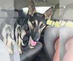 Small German Shepherd Dog