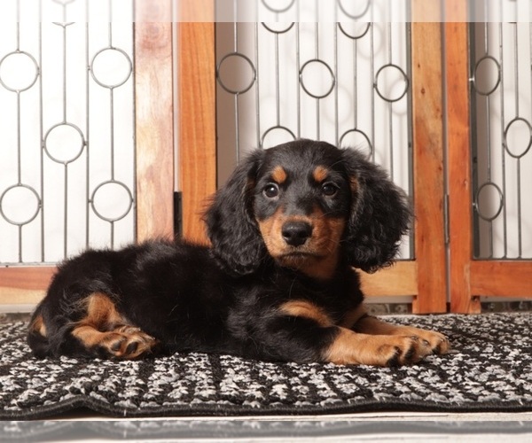 Medium Photo #3 Dachshund Puppy For Sale in NAPLES, FL, USA