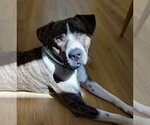 Small #2 Mutt