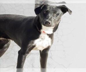 ACLARE - Female Doberman Pinscher-Unknown Mix Dog for Adoption - Photo #2