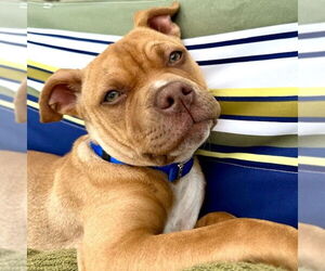 American Staffordshire Terrier-Unknown Mix Dogs for adoption in San Juan Capistrano, CA, USA