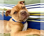 Small American Staffordshire Terrier Mix