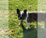 Small Photo #25 French Bulldog Puppy For Sale in ADRIAN, MI, USA