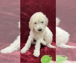 Small Photo #3 Goldendoodle Puppy For Sale in FRESNO, CA, USA