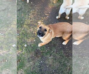Mutt Dogs for adoption in Calgary, Alberta, Canada