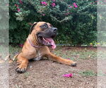 Small #4 Mastiff