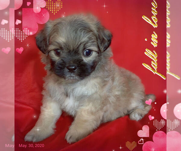 Medium Photo #1 Maltese-Maltipoo Mix Puppy For Sale in SAN FRANCISCO, CA, USA