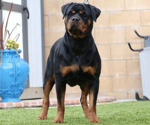 Mother of the Rottweiler puppies born on 04/07/2022