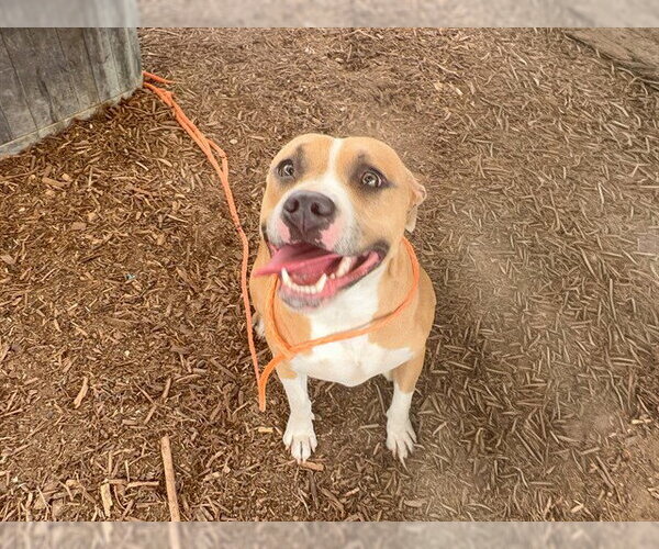 Medium Photo #1 Mutt Puppy For Sale in Orange, CA, USA